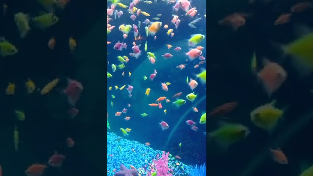 Peces de colores