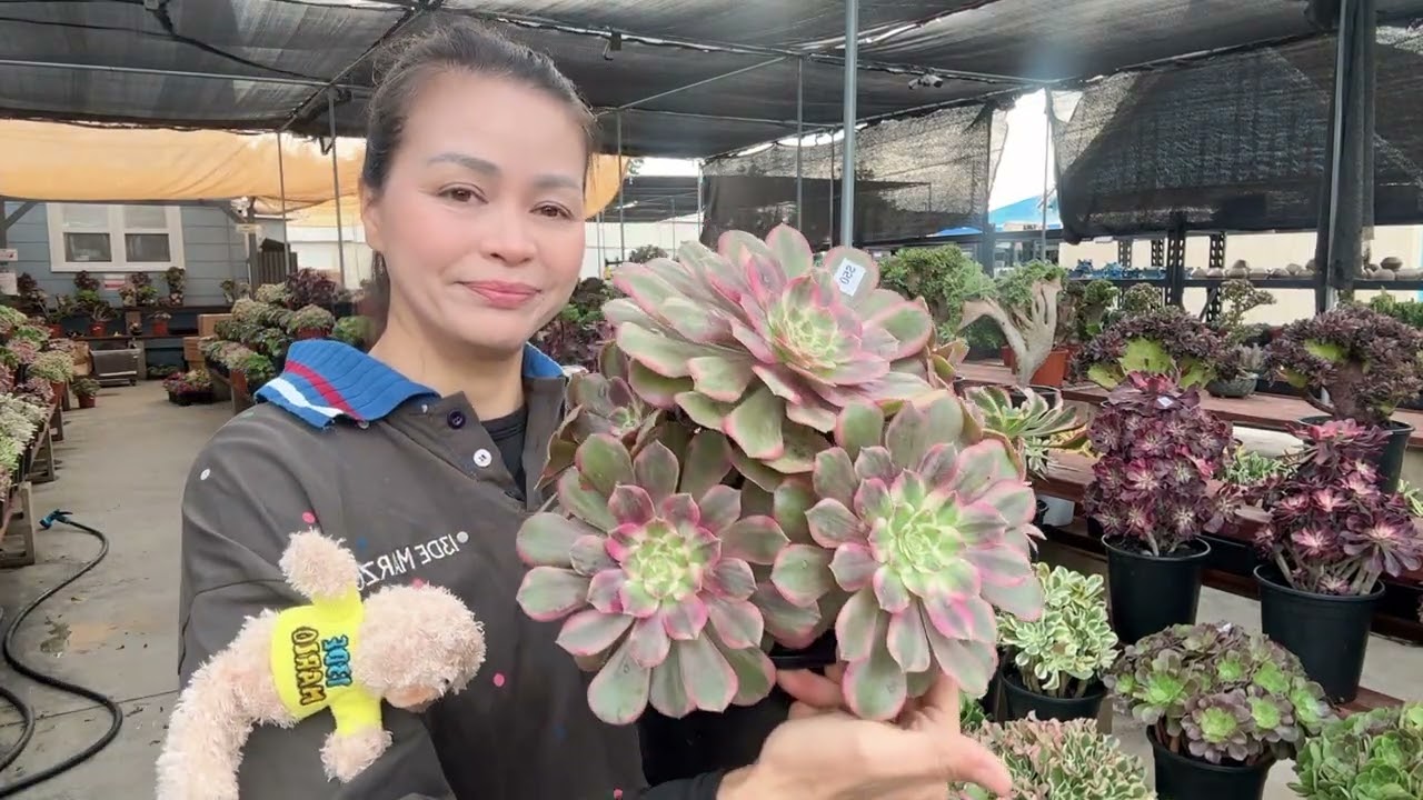 Aeonium are clearance Part 2 at Mimic nursery 714-489-1876