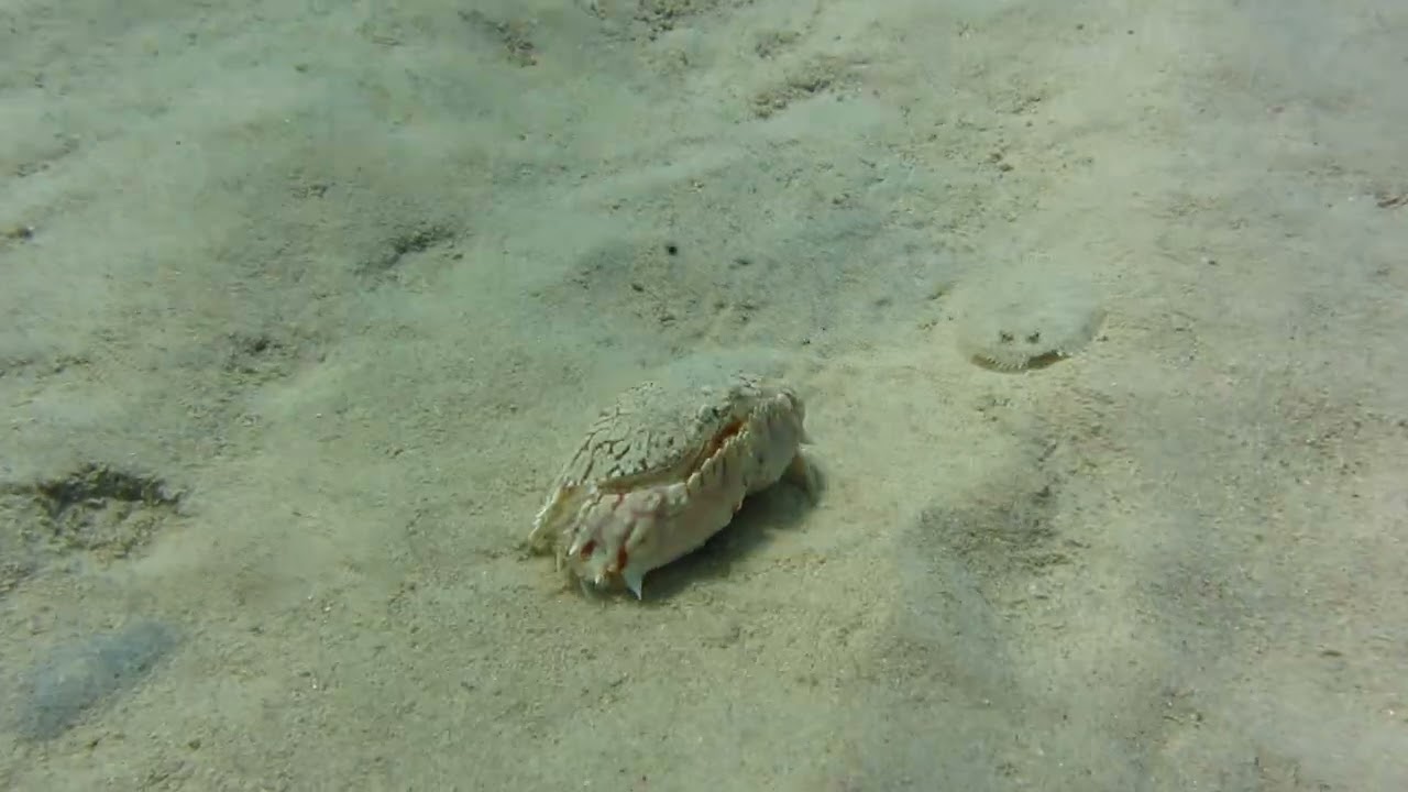 Flame Box crab with a peacock flounder friend Bonaire