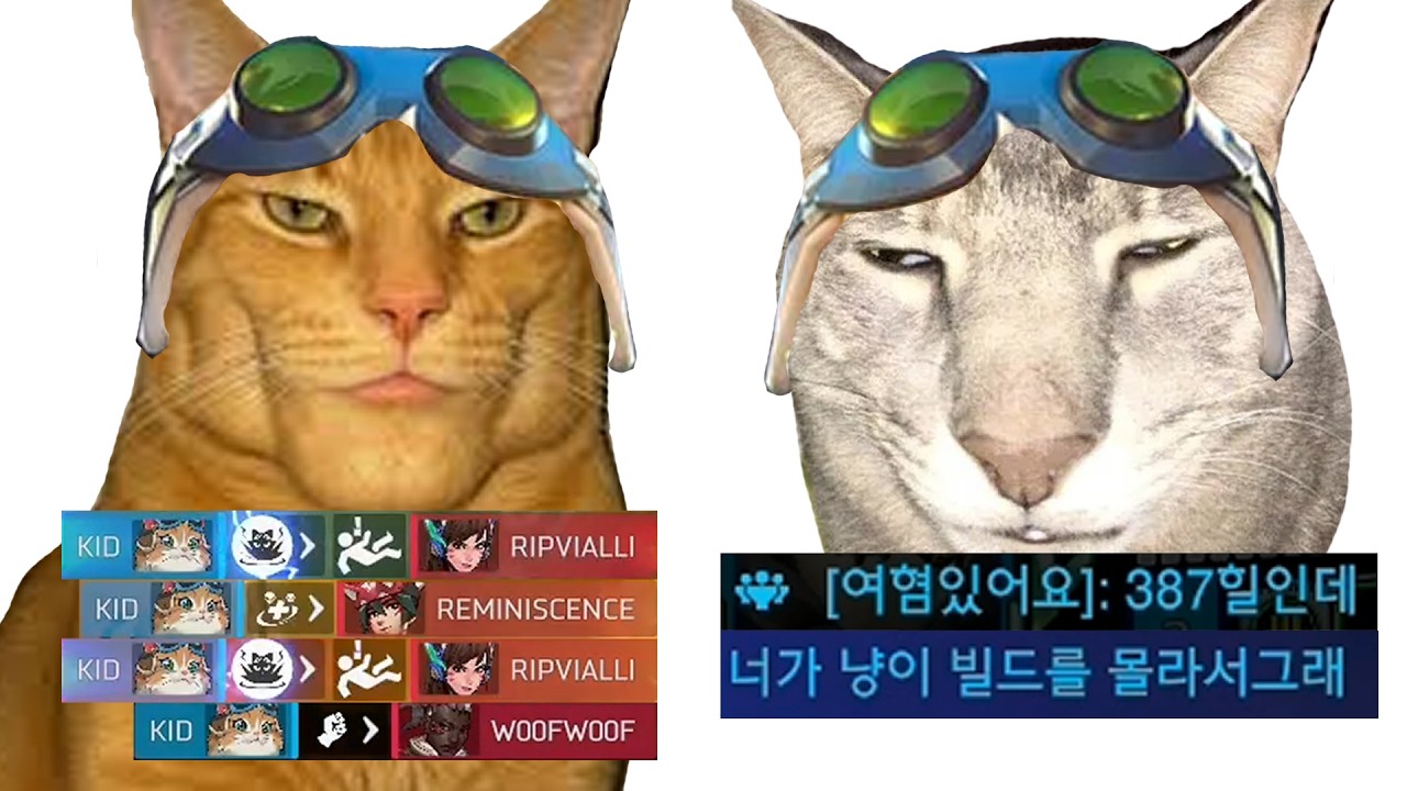 GOAT 냥이 VS JOAT 냥이