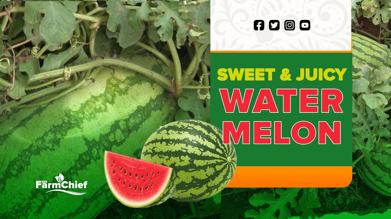 THE MOST YIELDING WATER MELON ON MARKET - YASH F1 MELON