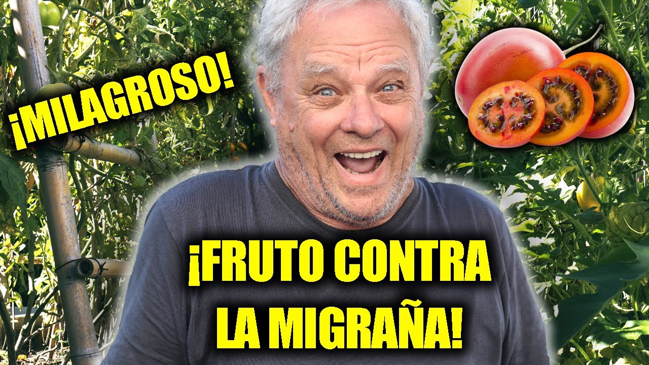 🍅 El FRUTO CURATIVO que Sorprende - Tomate Chilto