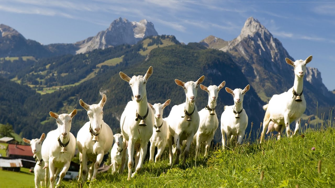 Saanen Goats | The Holsteins Of The Goat World