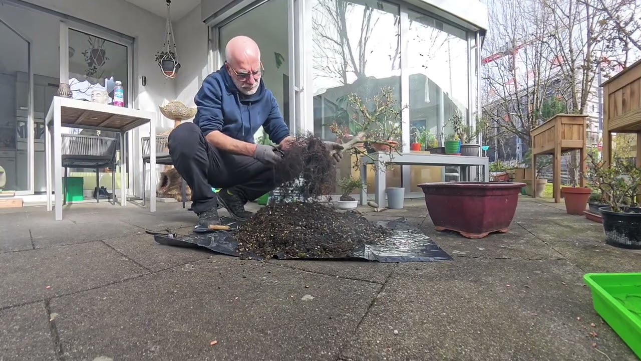 [Mãrz 2026]Repot my #Acer #bonsai #rrbonsai #Plants 