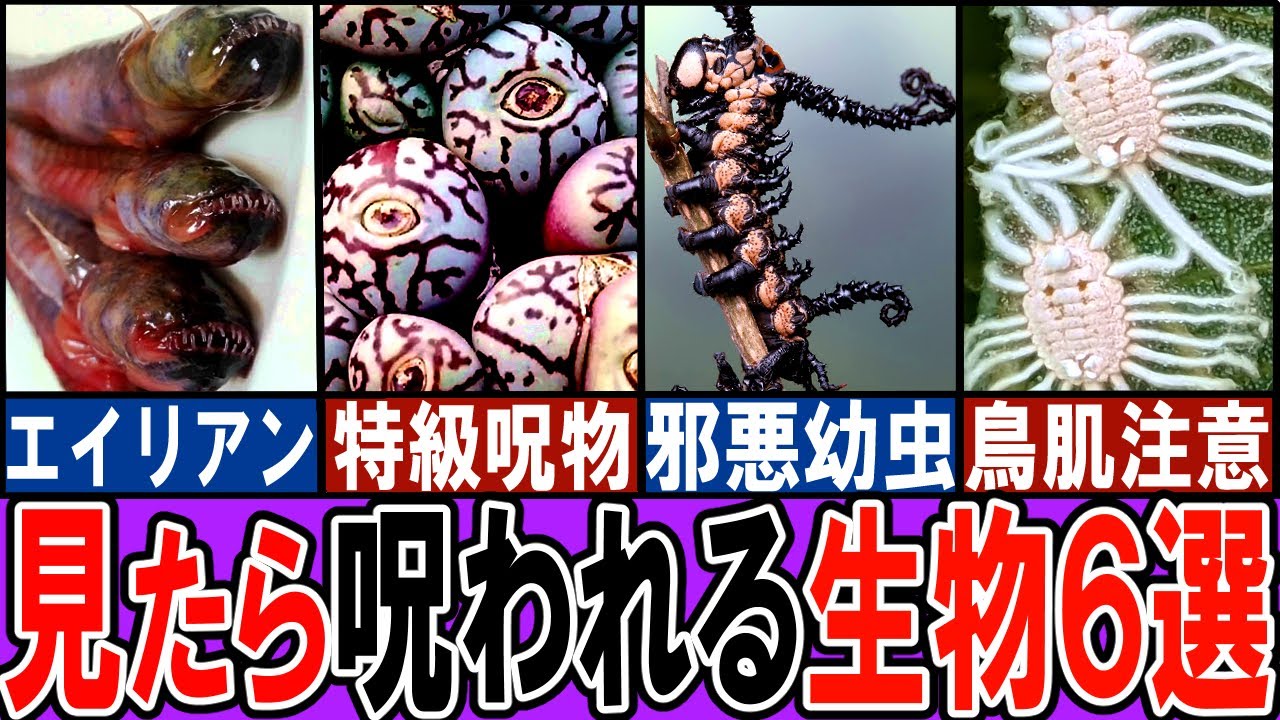【閲覧注意】呪われそうなホラーな生き物６選【ゆっくり解説】【動物おもしろ雑学】