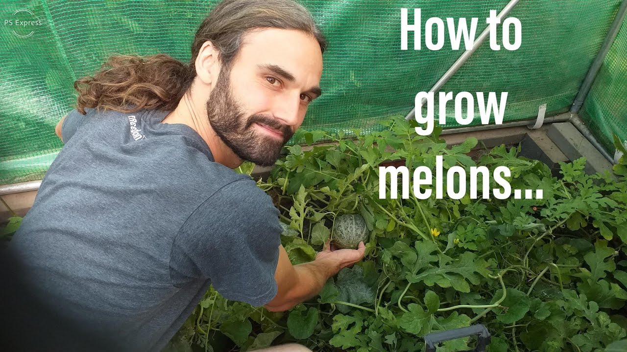 How to grow Melons in the UK and cold climates 2020.