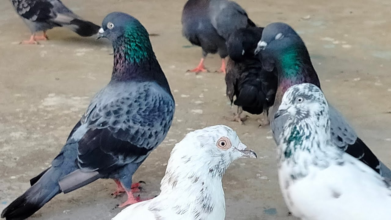 🕊️karna pura training in tamil 🥳 | high flyer pigeon training | ready to race 💯(@selvarocky)