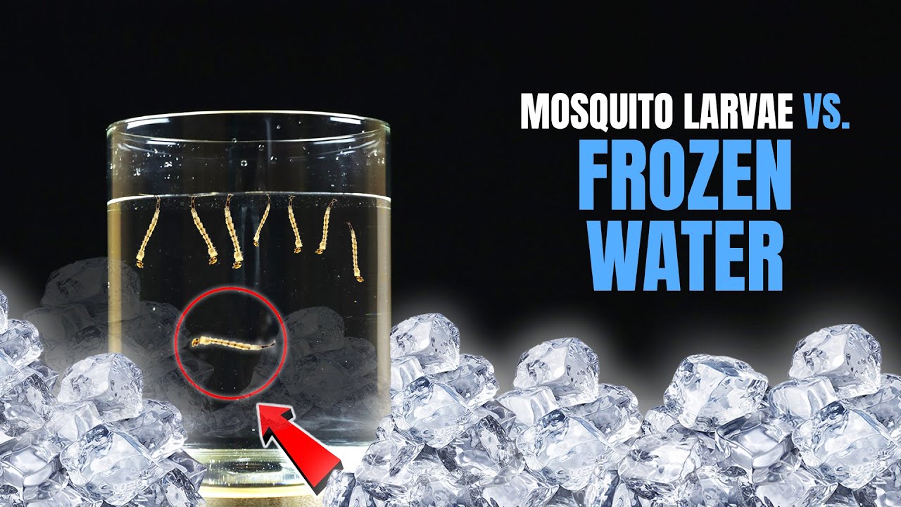 EXPERIMENT MOSQUITO LARVAE VS WATER TEMPERATURE - How to Get Rid Mosquito Larvae