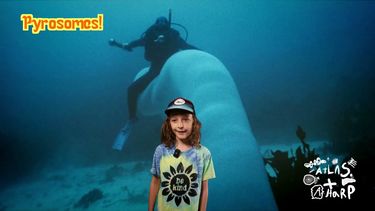 Atlas finds the weird world of Pyrosomes!