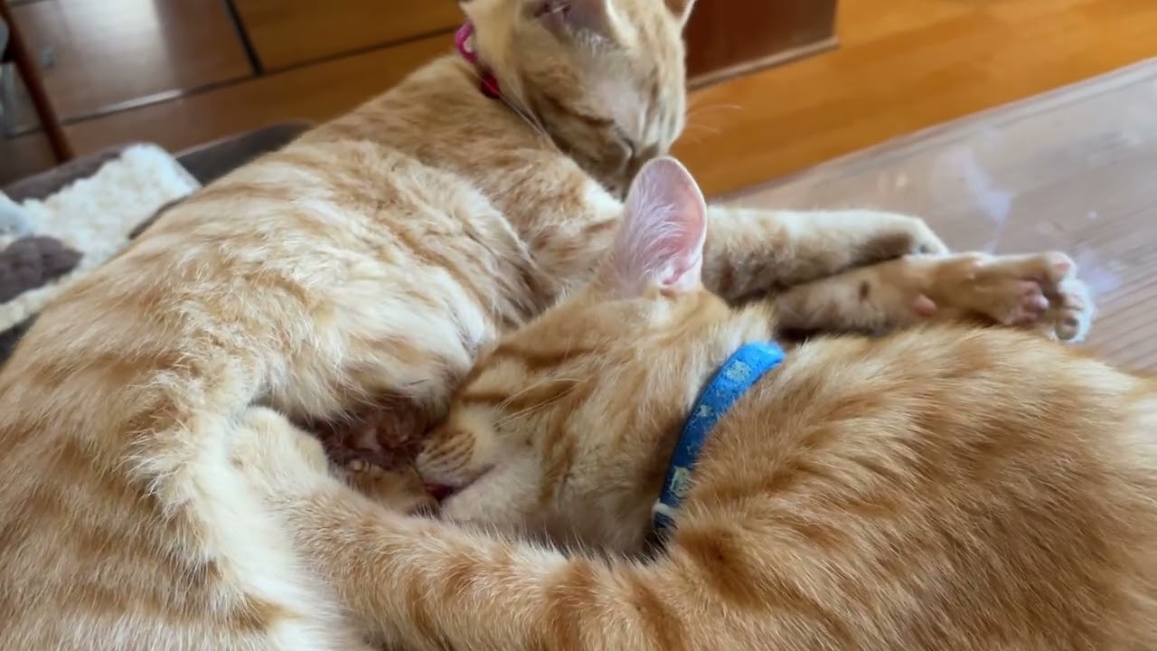 男兄弟なのに、、、恋しいオッパイ💕