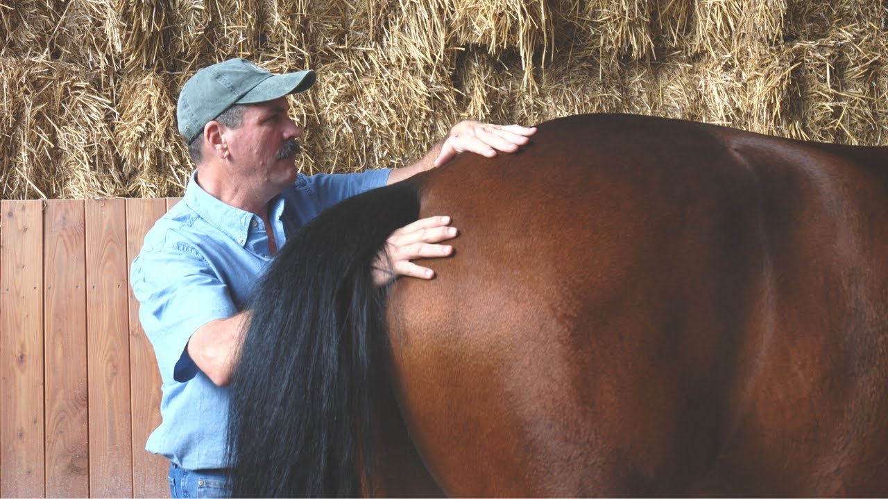 What if my horse clamps her tail?