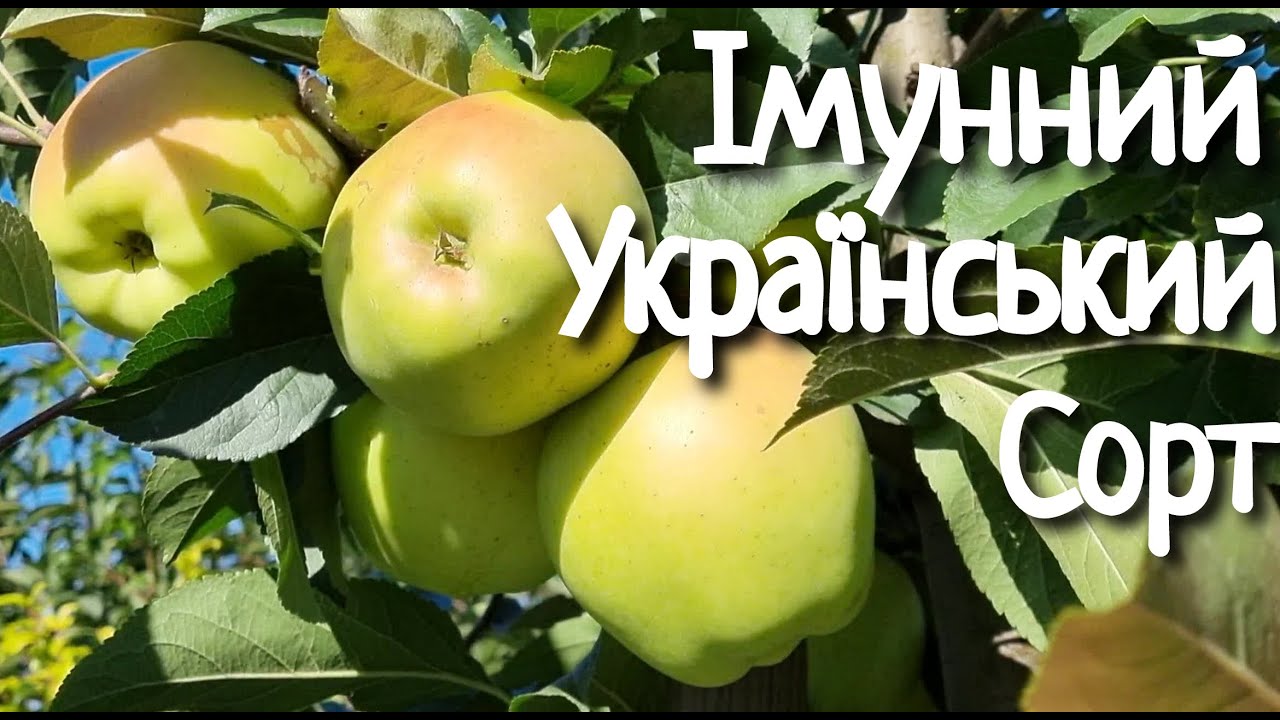 Яблоня Скіфське  золото