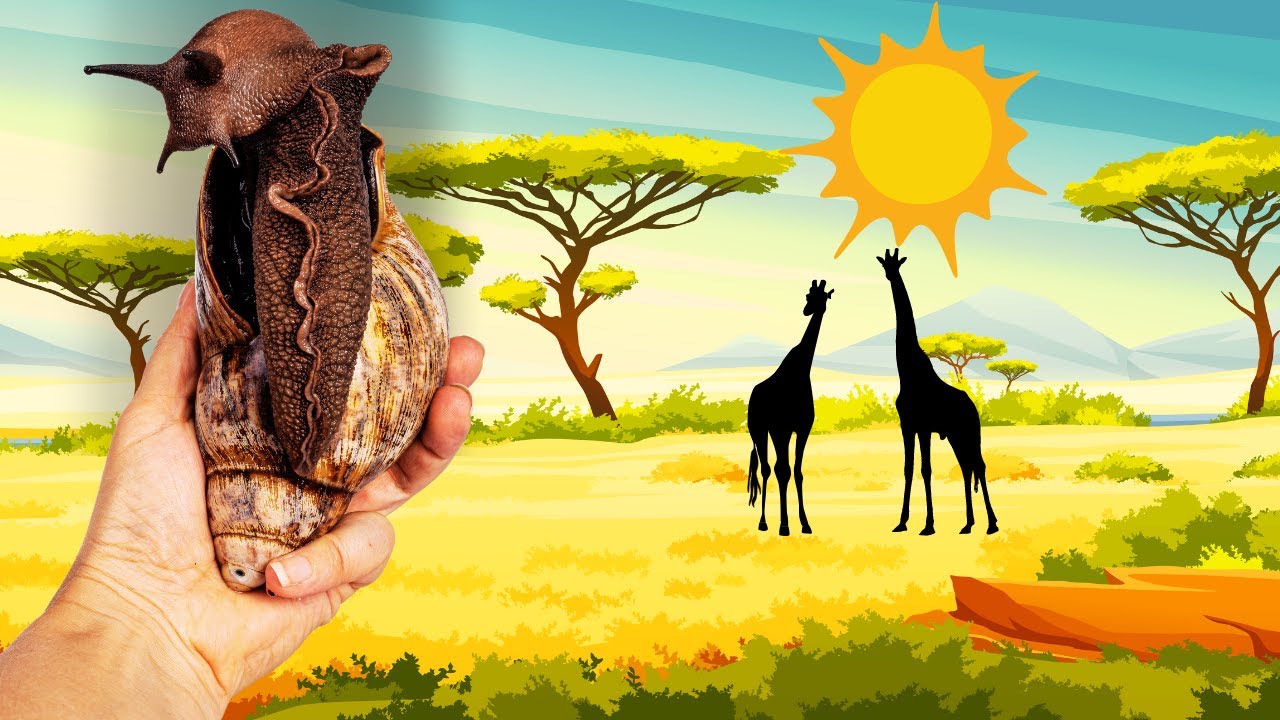 Giant African Land Snails: Surprising Did You Know Facts!