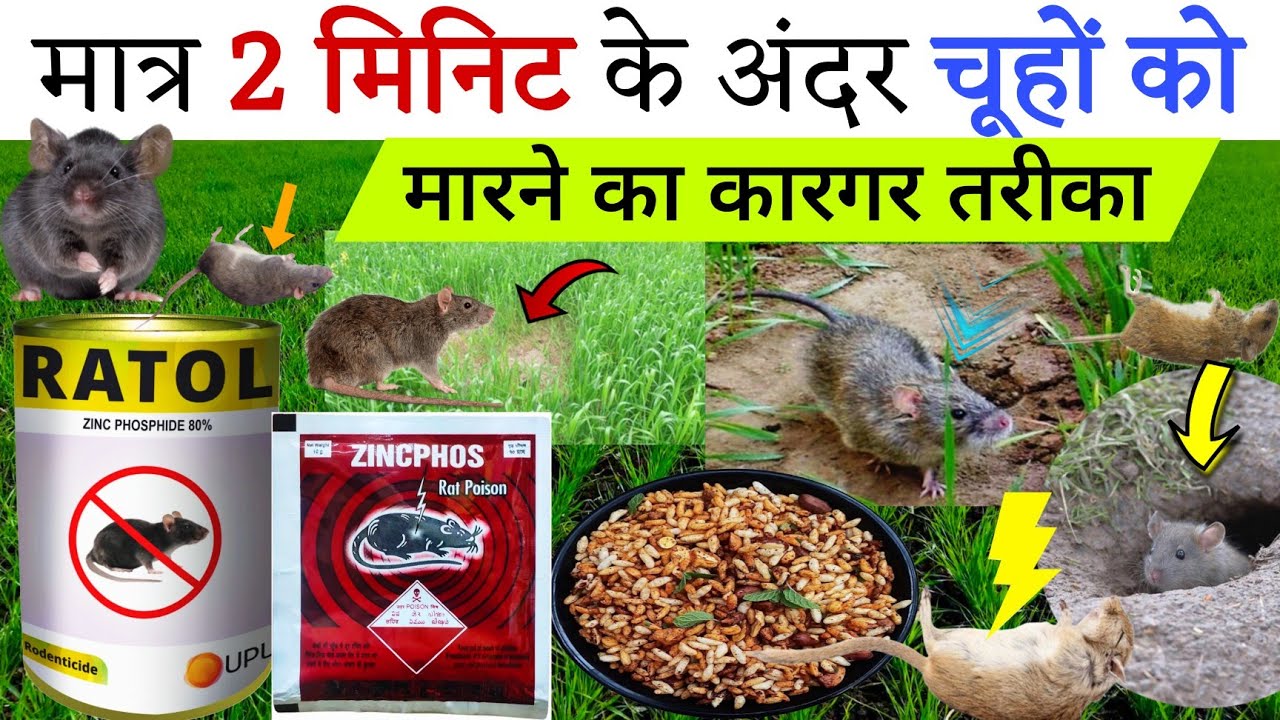 Chuha maar dawai | चूहा मार दवाई | फसलों में चूहा को कैसे रोके | zinc phosphide 🐁chuha kaise bhagaen