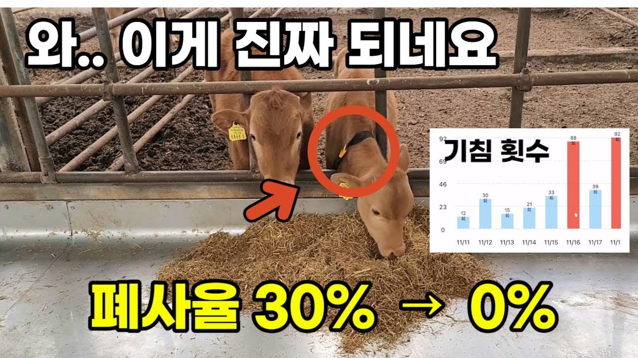 “수의사님도 놀랐습니다..” 목걸이로 이게 가능? (송아지 설사, 호흡기 치료)