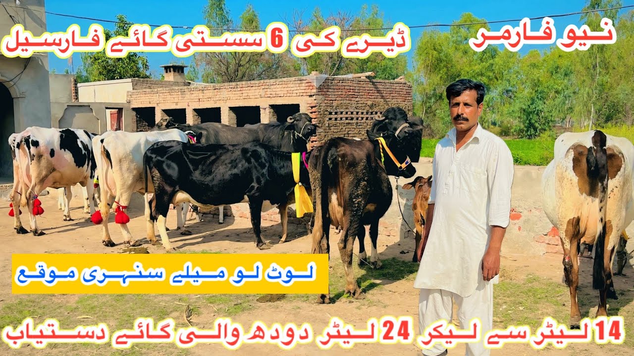 New Farmer | Top Class Australian Fresian Cows For Sale | Jersey Cholistani Cows | 15 February 2026