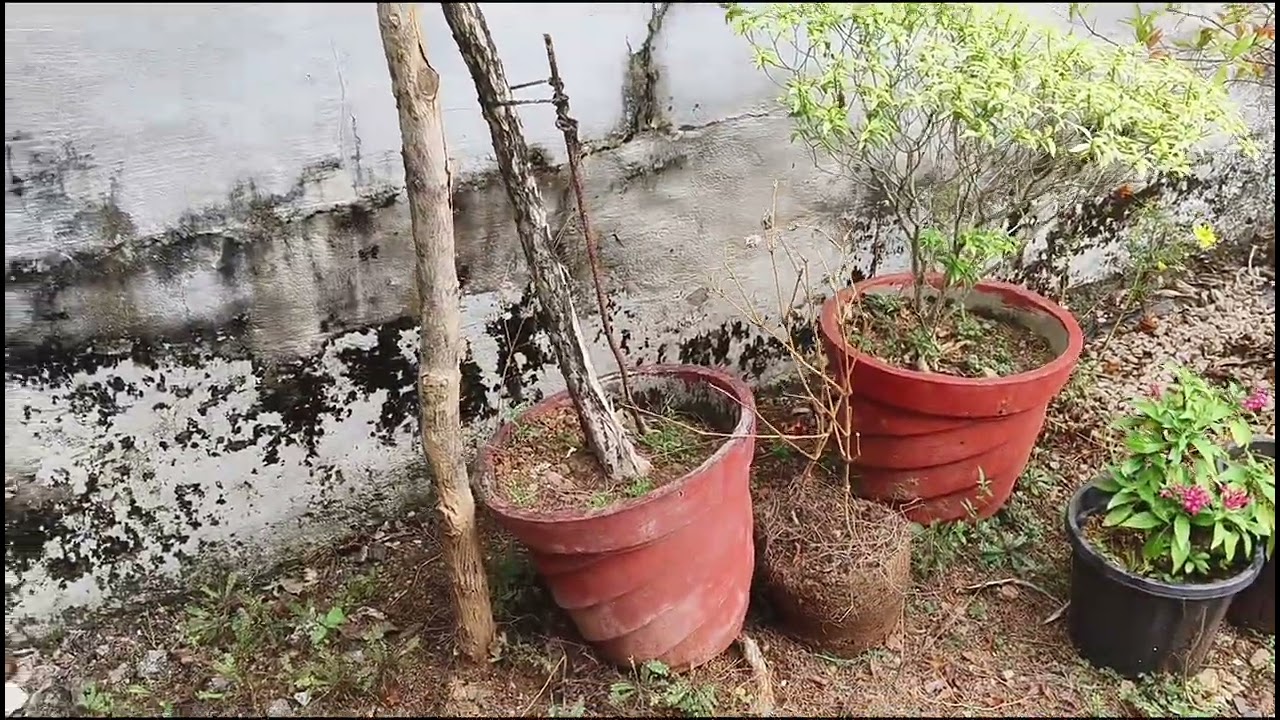 ദേവദാരു പൂത്തു എൻ്റെ വീട്ടിൽ 😍🥰