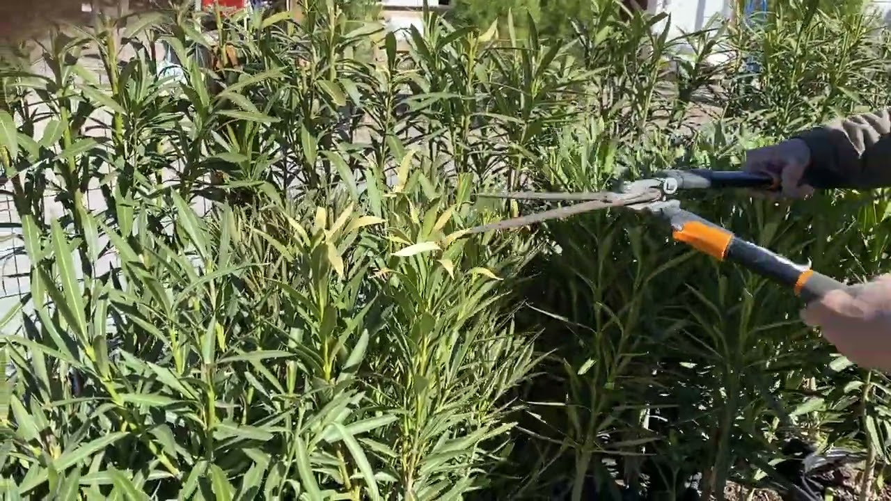 Trimming Oleanders after winter frost. This will help with new growth.