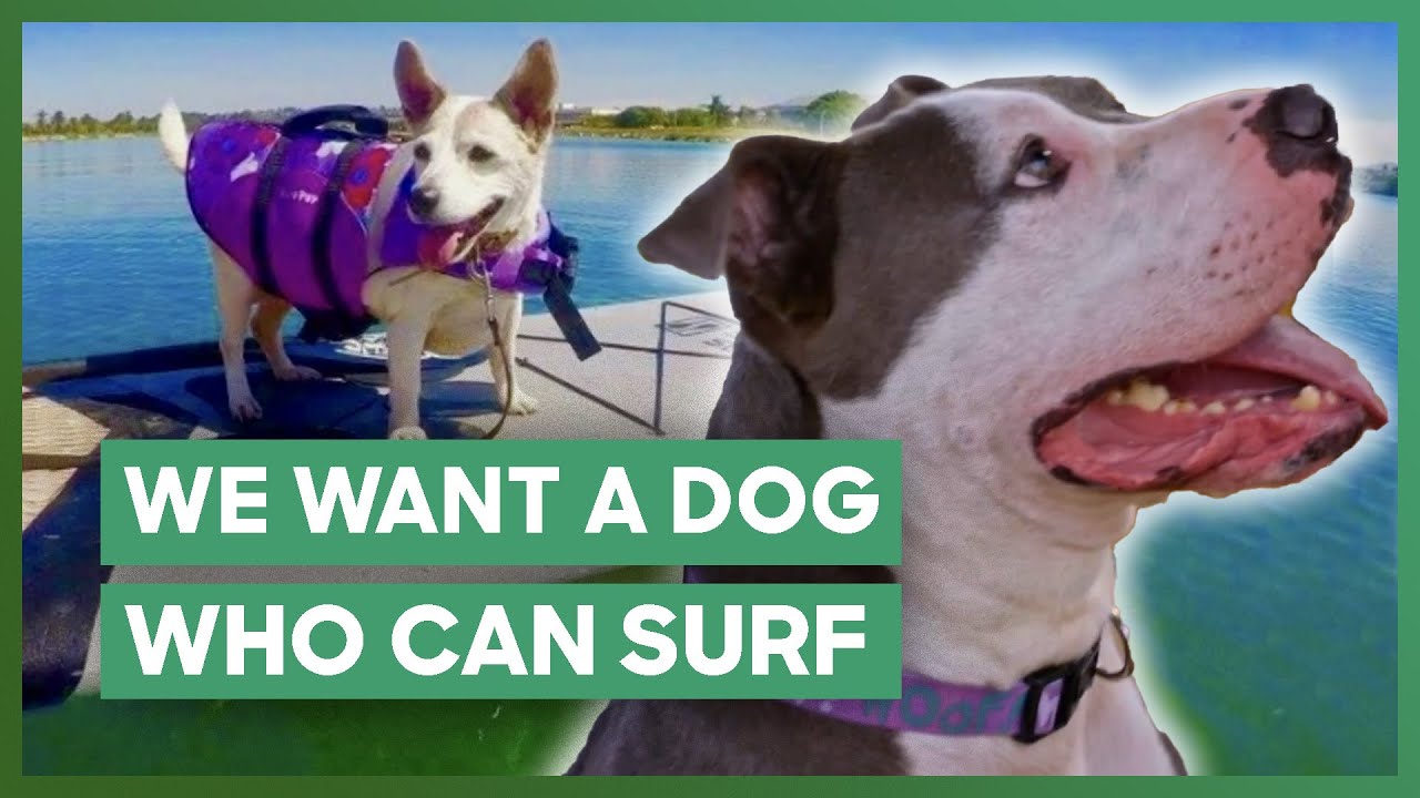 Couple Want A Dog Who Can SURF! | Pit Bulls & Parolees