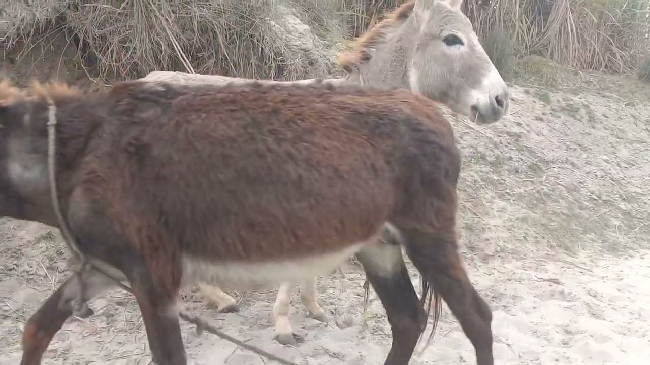 Beautiful donkey power || donkey videos 🐴January  17, 2026