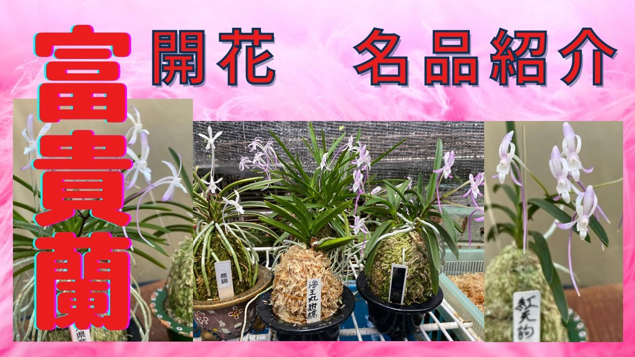 富貴蘭　開花　騙されない本芸　本上品紹介　らんラン園芸ネット