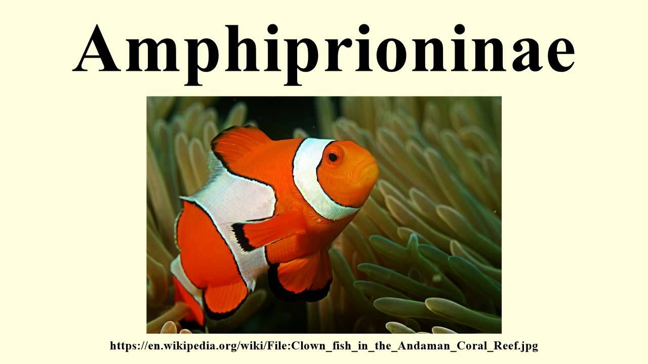 Amphiprioninae