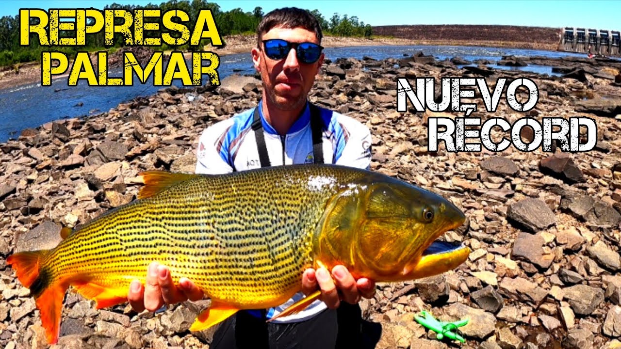 DORADO GIGANTE en la REPRESA de PALMAR, RIO NEGRO, SORIANO