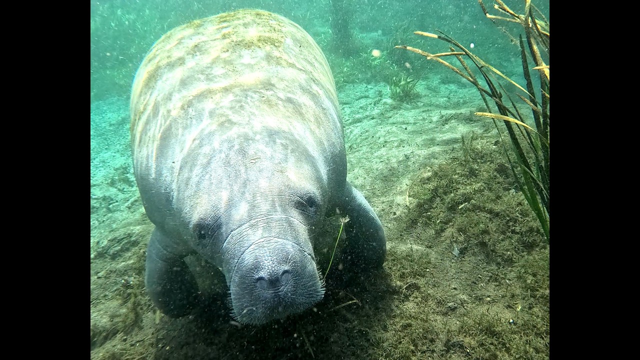 Manatees of the Silver River
