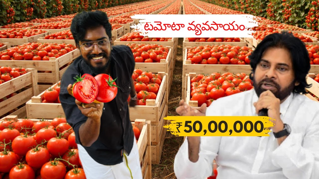 ₹3,000 per Box టమాటా ఉందా లేదా? 🍅 టమాటా సాగు | Agrotill #farming