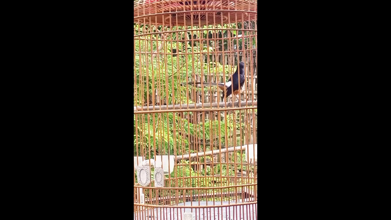 Murai Batu Gacor Sangat Ampuh Untuk Pancingan emosi murai batu lain agar gacor