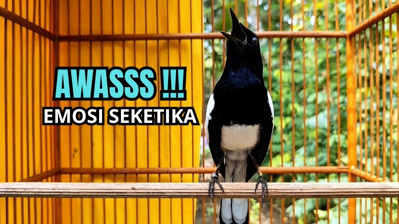 Suara Burung kacer gacor NGEPLONG tarung ini paling ampuh buat PANCINGAN KACER agar EMOSI Nyaut