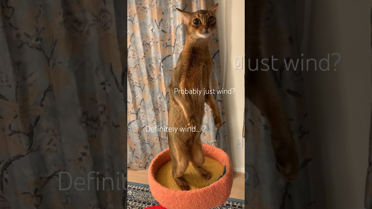What was that?! Abyssinian cat standing up #abyssinian #cat #funnycat #catshorts #catlover