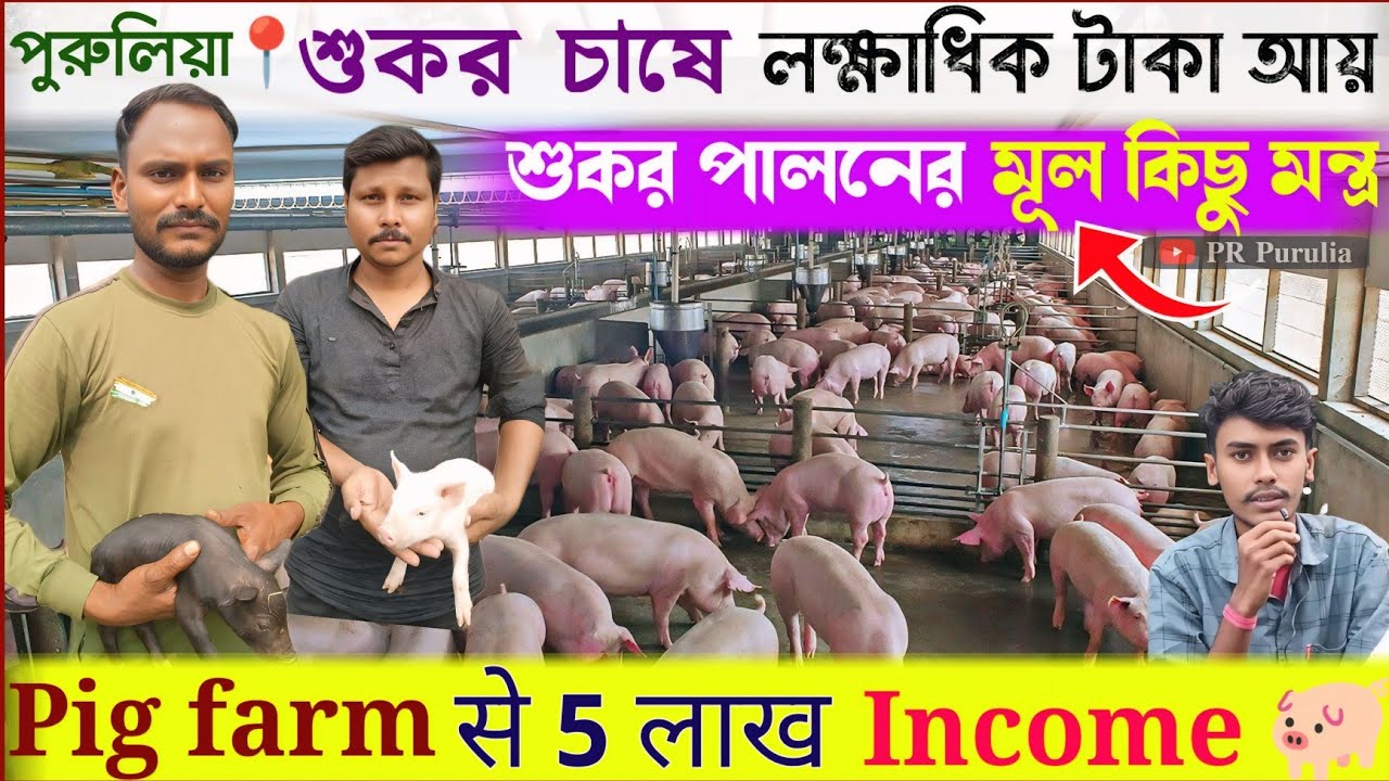 পুরুলিয়া📌শুকর চাষে লক্ষাধিক টাকা আয়★Pig farm से 5 लाख Income★শুকর পালনের মূল কিছু মন্ত্র★Pig farm