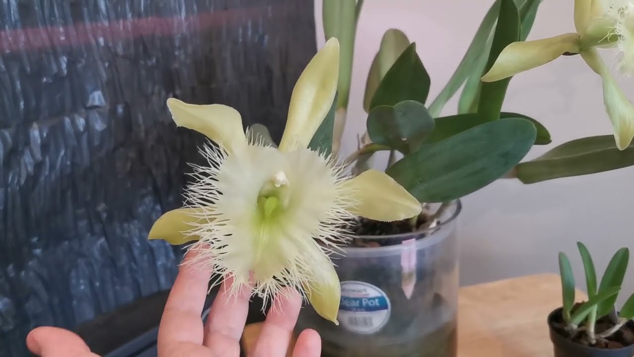 Winter blooming orchid species: Rhyncholaelia digbyana, a scented orchid fragrance champion