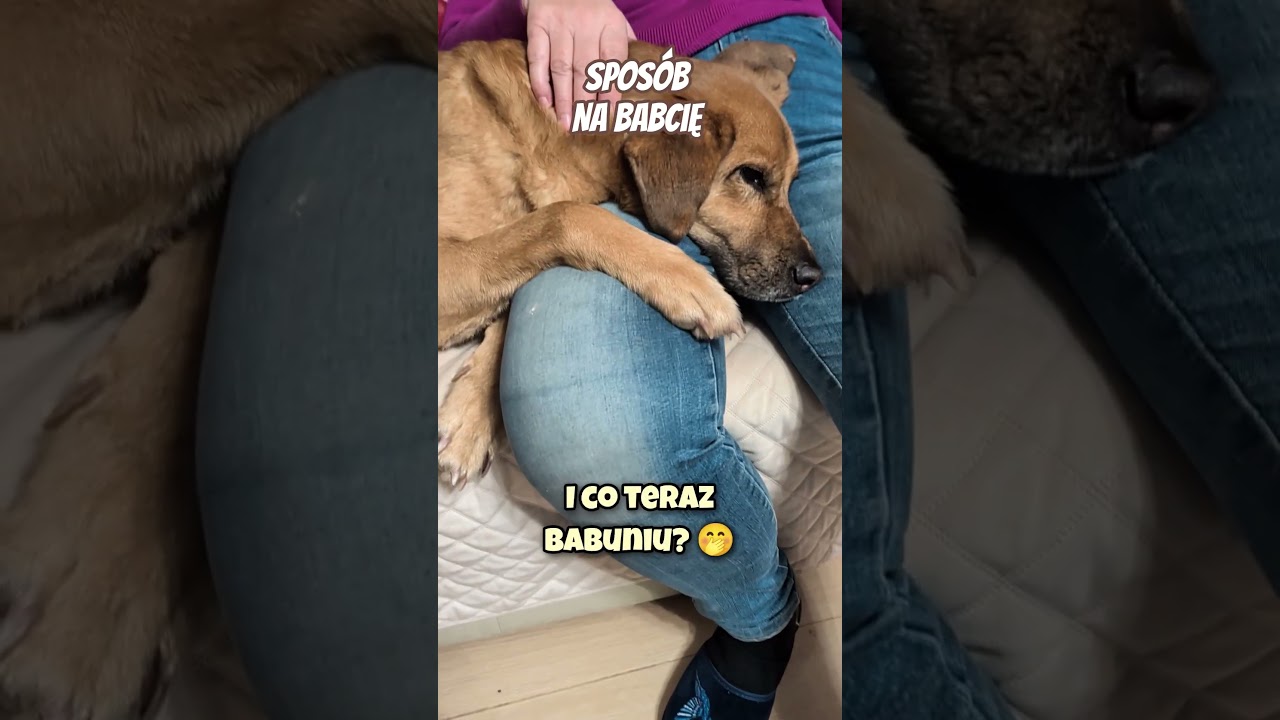 Spos&oacute;b pieska na babcię 🧓🐶 #pies #piesek #kundelek #pieski #zwierzaki #babcia #pieskieżycie