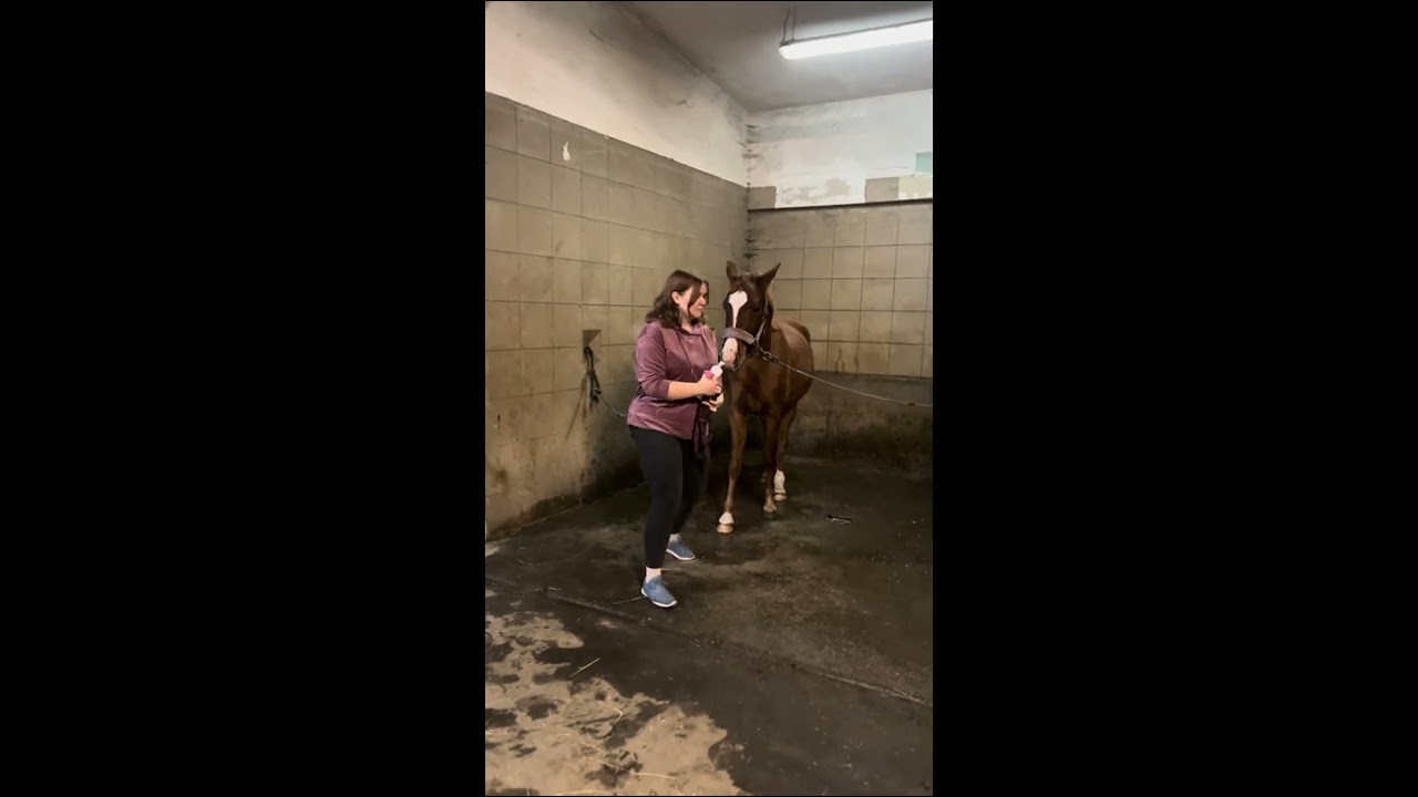 Google Queen Z 3yo Zangersheide mare for sale 