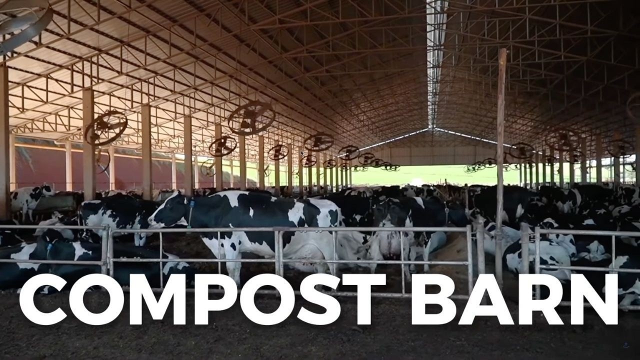 24,000 LITERS OF MILK PER DAY IN THE COMPOST BARN SYSTEM IN BRAZIL 🇧🇷