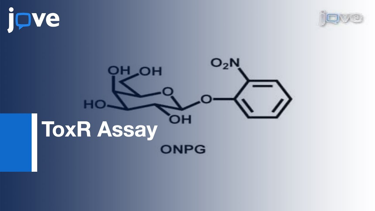 Transmembrane Domain Oligomerization Propensity Determined By ToxR Assay l Protocol Preview