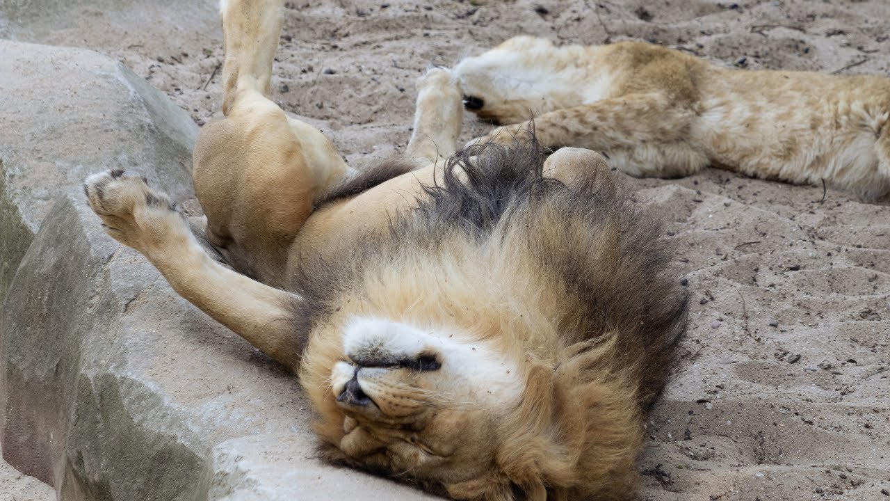ZOO Antwerpen (African lions/Afrikaanse leeuwen) - June 17, 2023