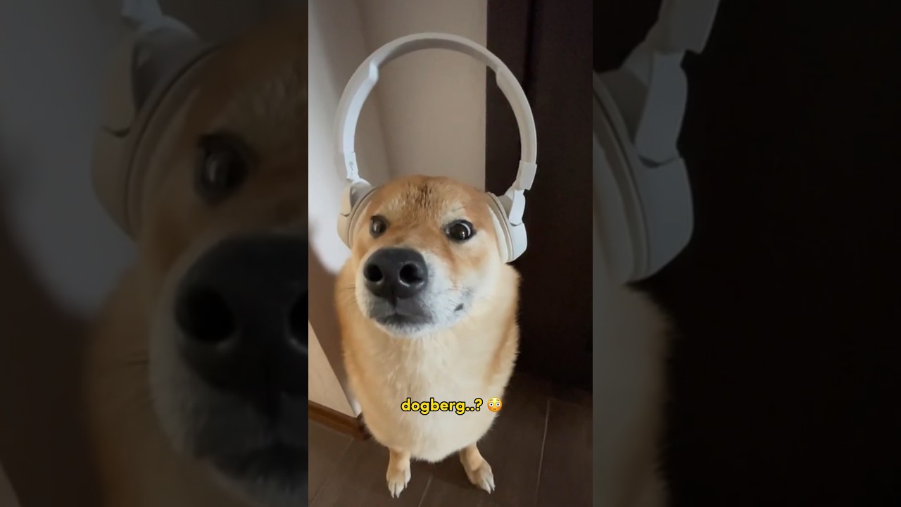 Esse cachorro me d&aacute; medo as vezes 😳