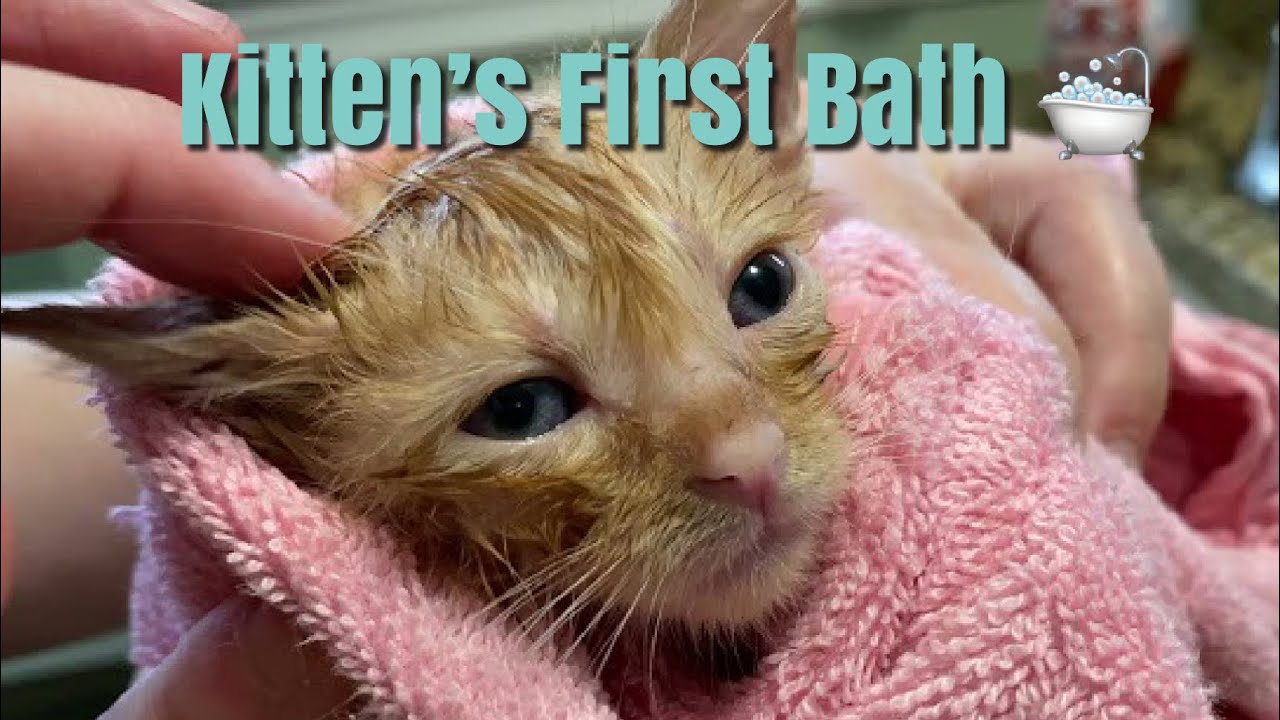 Foster Kittens First Bath! Four Weeks Old