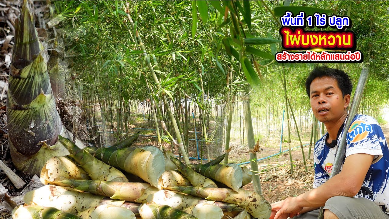 พื้นที่ 1 ไร่ ปลูกไผ่บงหวาน สร้างรายได้หลักแสนต่อปี