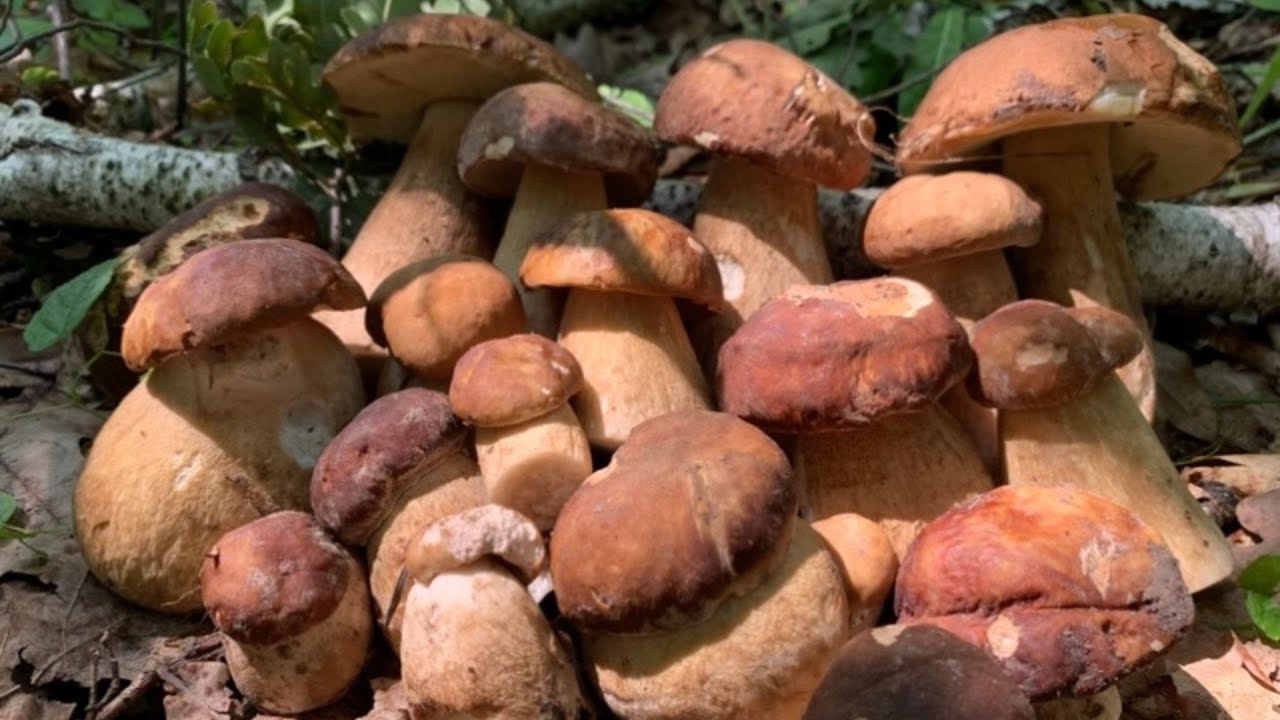 БІЛІ ГРИБИ поперли після дощу! Гриби у червні🌿🧺