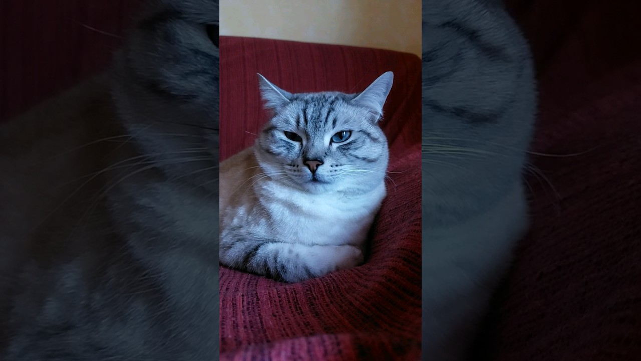 Scopre i -15 punti della Juventus per il caso plusvalenze