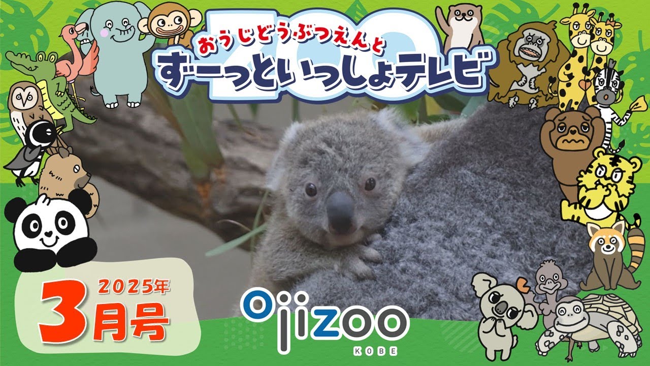 コアラの赤ちゃんが食べているものは！？コアラの不思議な生態を紹介！ヒツジとヤギの違いってなぁ～んだ【＃24 おうじどうぶつえんとずーっといっしょテレビ】（2025年3月放送）