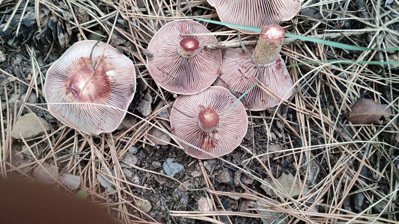 Robellones menudo cada co encontré !!! 😯😯😯