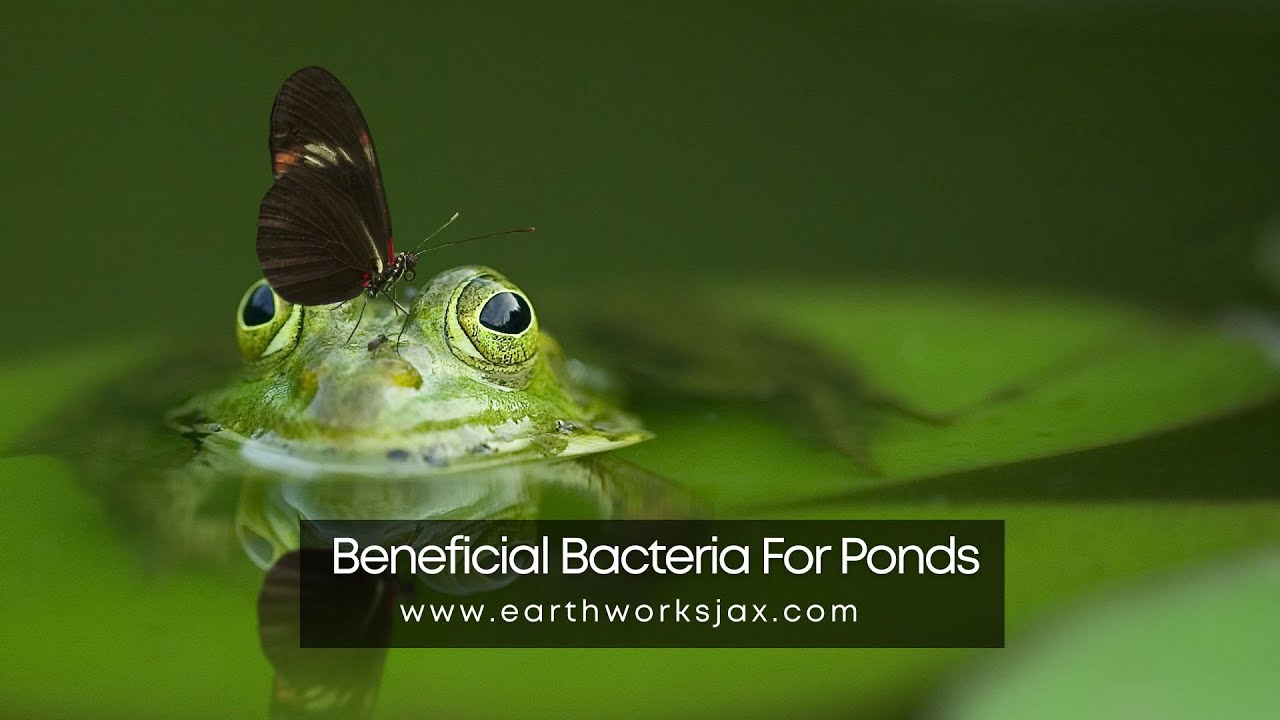 Beneficial Bacteria For Ponds