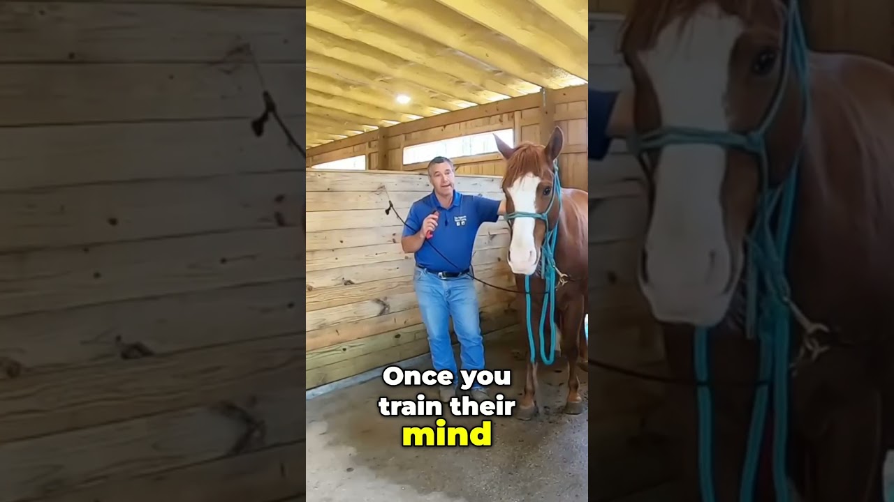 Horse training is mental #horse #horsetraining