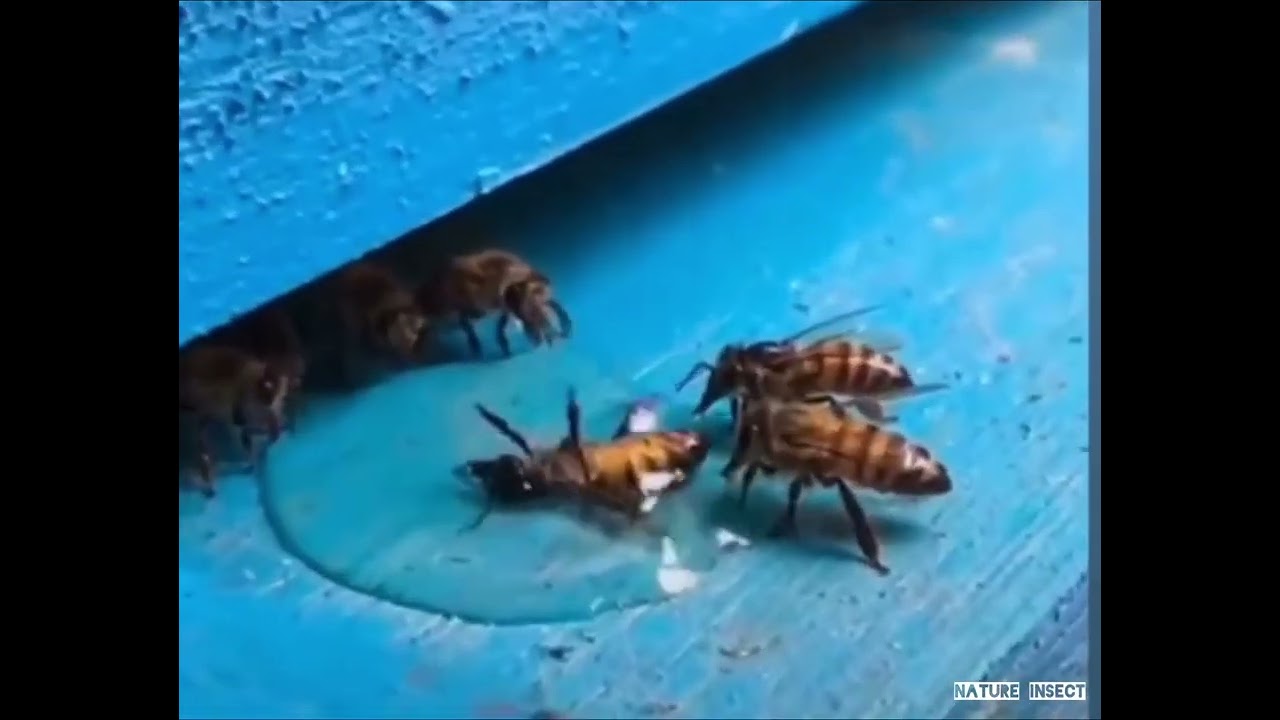 Bee Need Help (Team Work)