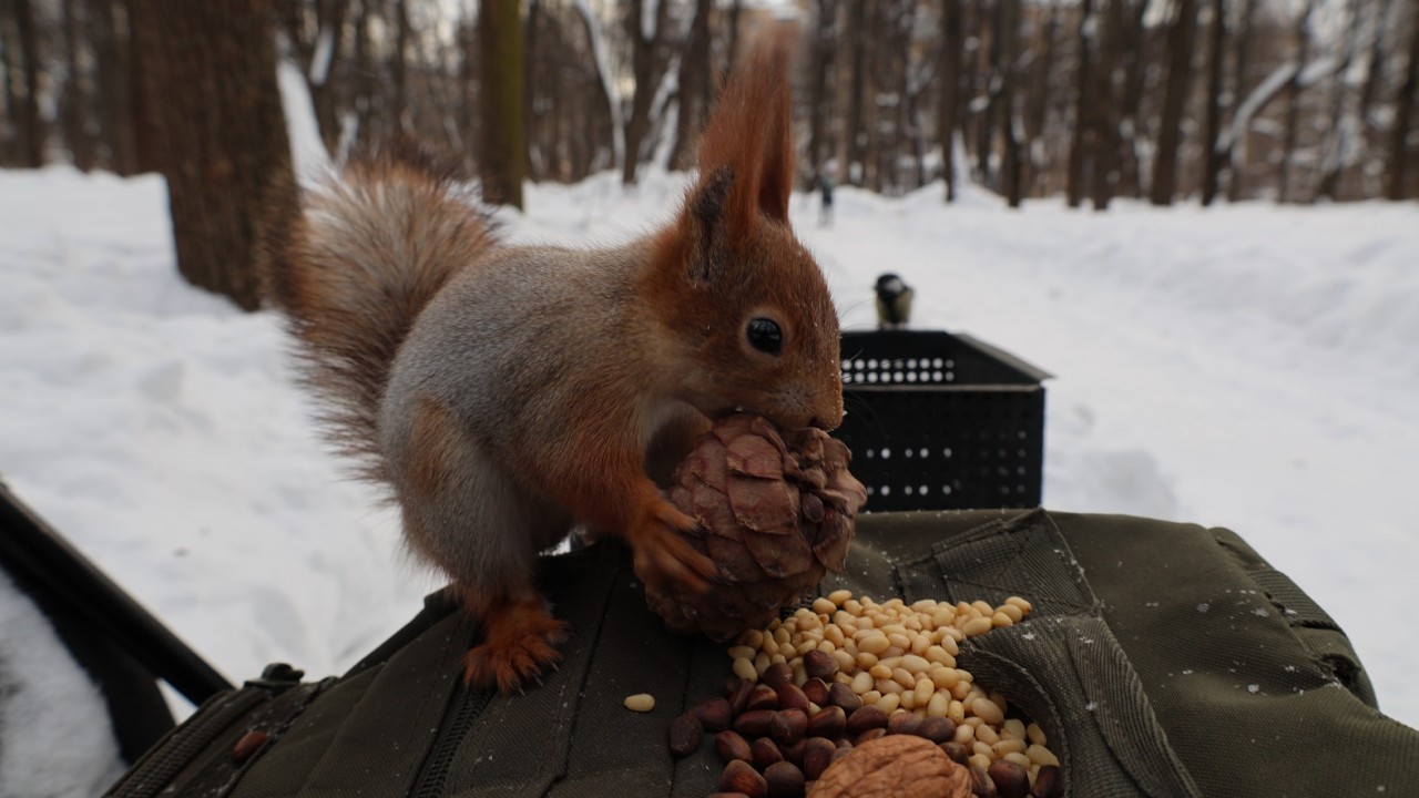 Белки. Зарисовка / Squirrels. The sketch